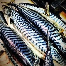 Frozen Mackerel